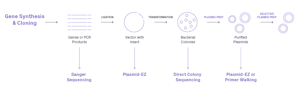 Whole Plasmid Sequencing | Plasmid-EZ | GENEWIZ From Azenta