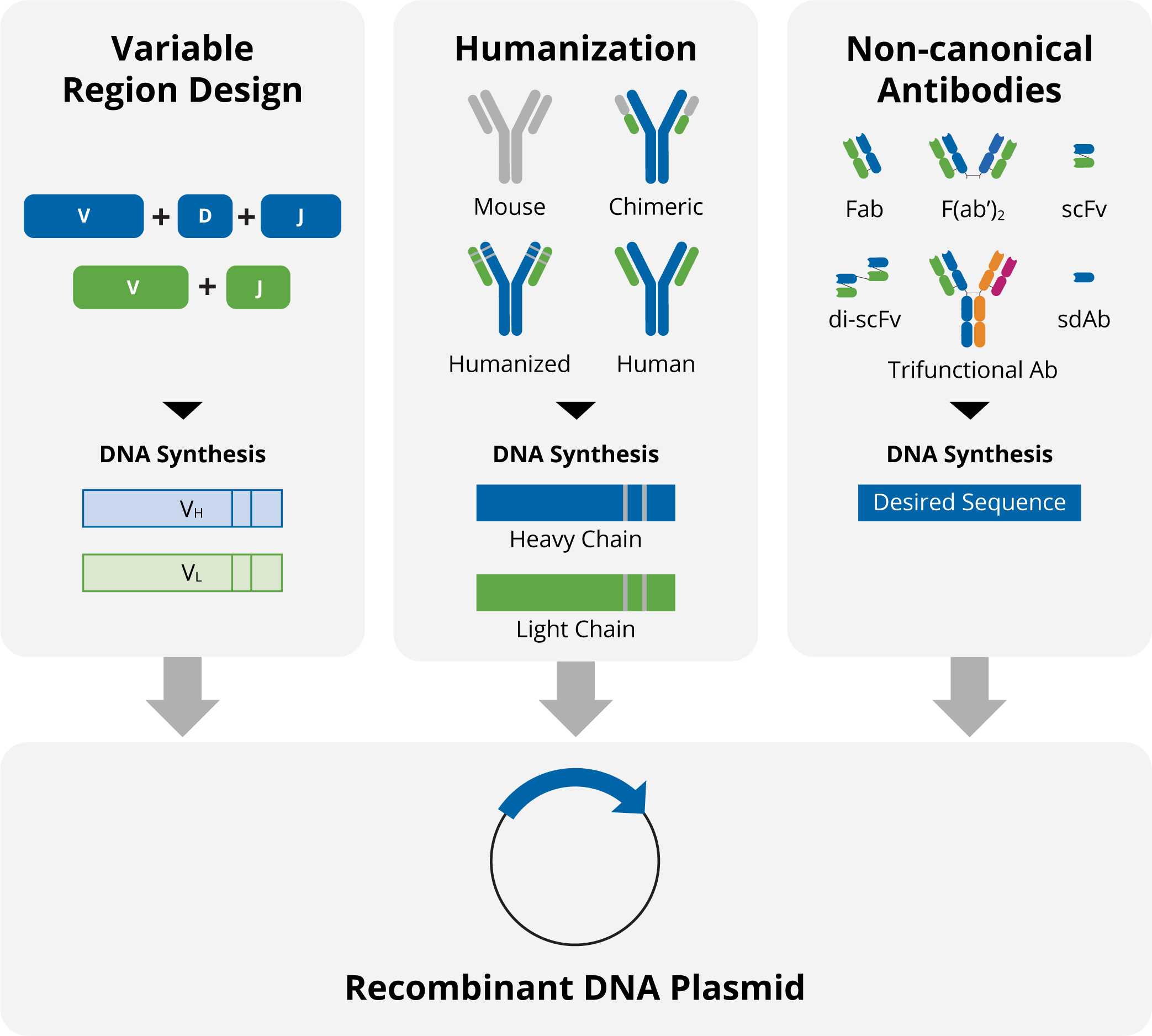 GENEWIZ | Antibody DNA Synthesis