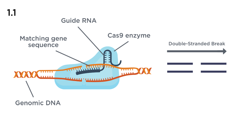 Genewiz Single Stranded Dna Synthesis