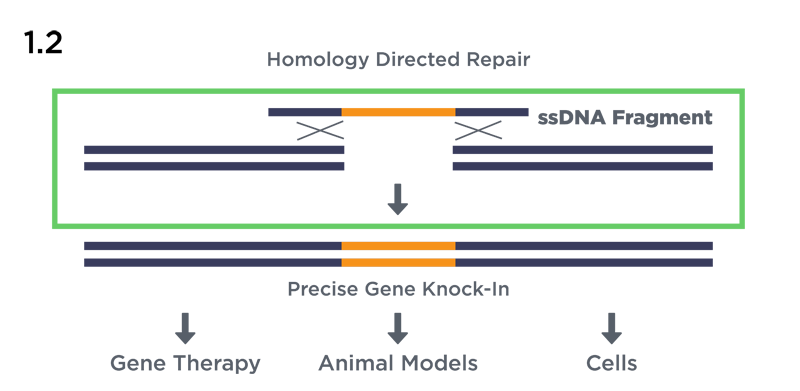 GENEWIZ | Single Stranded DNA Synthesis