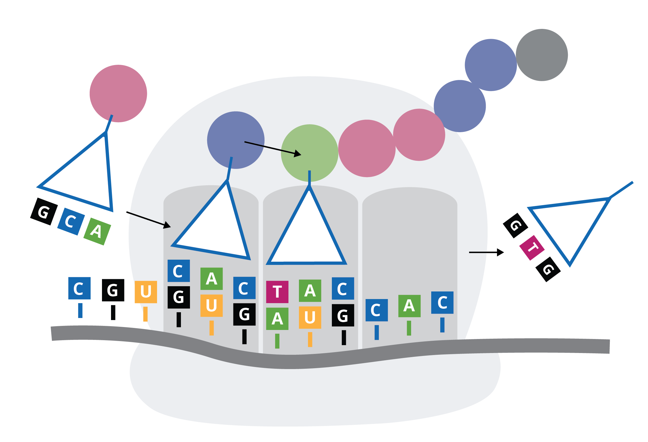 genewiz-from-azenta-codon-optimization